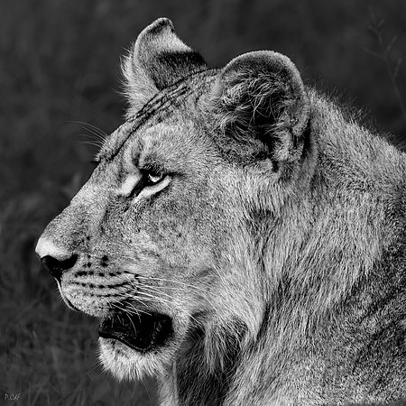 Lion