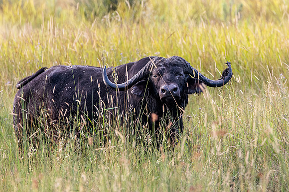Buffle d'Afrique