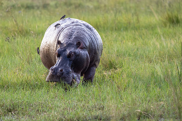 Hippopotame amphibie