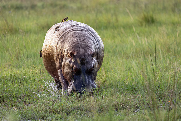 Hippopotame amphibie