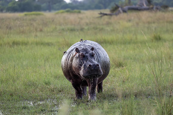 Hippopotame amphibie
