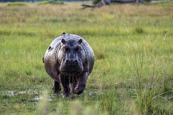 Hippopotame amphibie