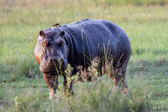 Hippopotame amphibie