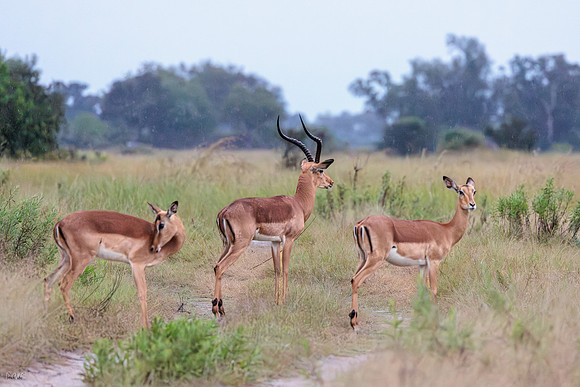 Impala