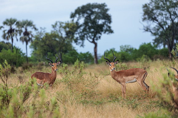 Impala