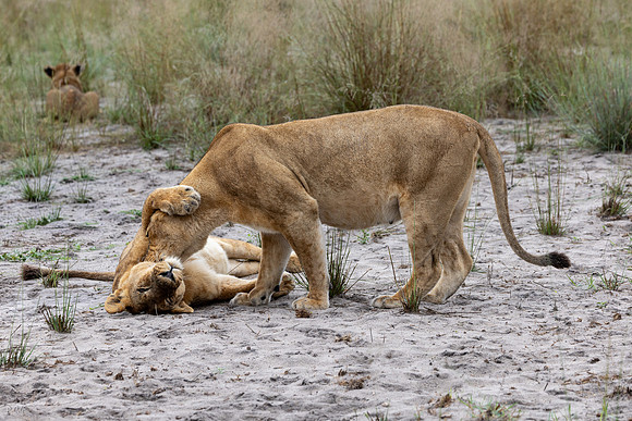 Lion