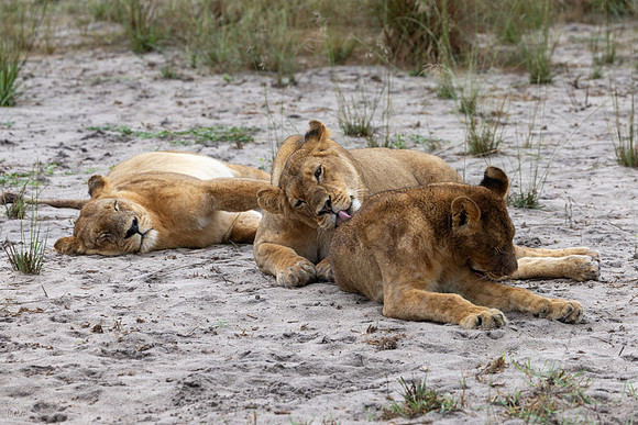 Lion