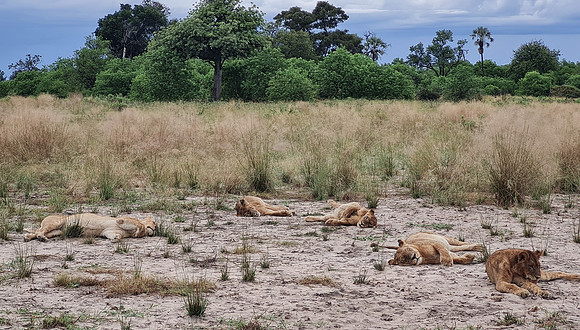 Lion