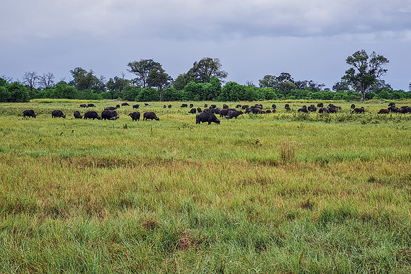Buffle d'Afrique