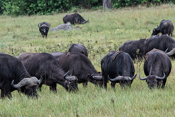 Buffle d'Afrique