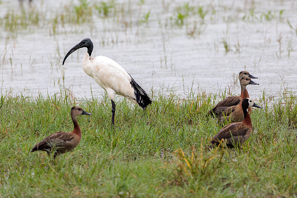 Dendrocygne fauve, Dendrocygne veuf, Ibis sacré,