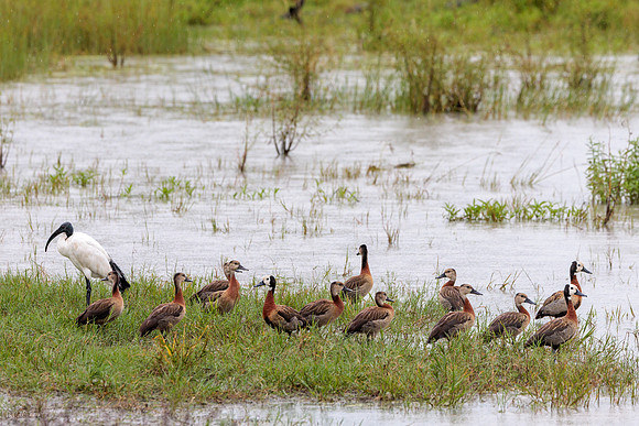 Dendrocygne fauve, Dendrocygne veuf, Ibis sacré,