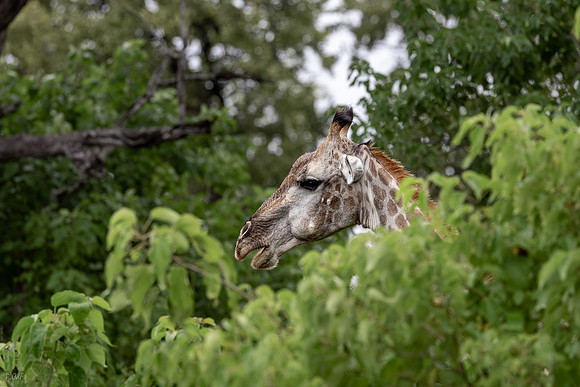 Girafe