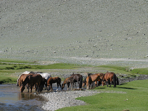 Mongolie 2008