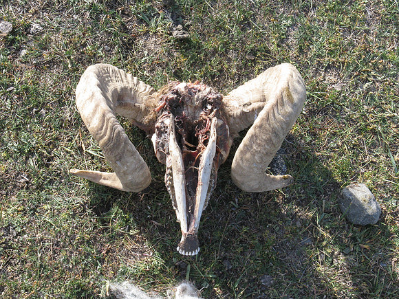 Mongolie 2008