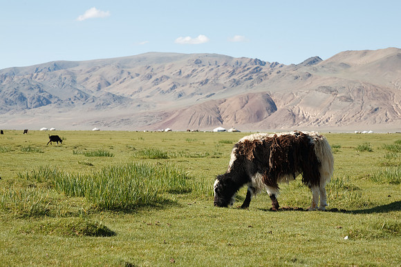 Mongolie 2008