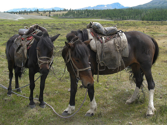 Mongolie 2008