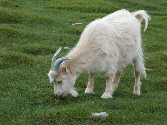 Mongolie 2008