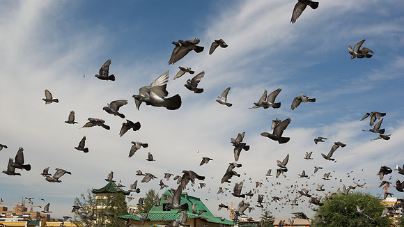 Mongolie 2008