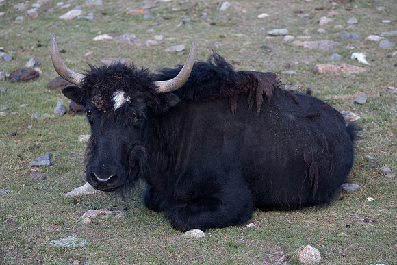Mongolie 2008