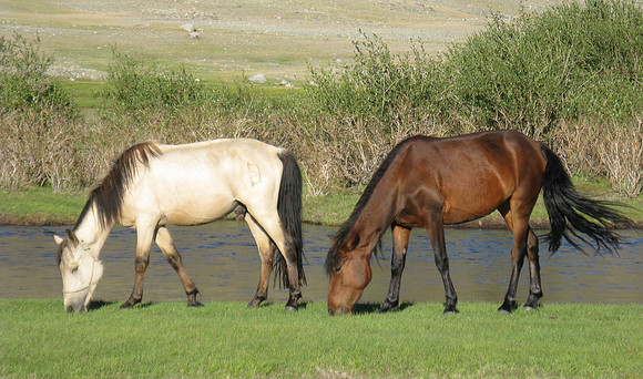 Mongolie 2008