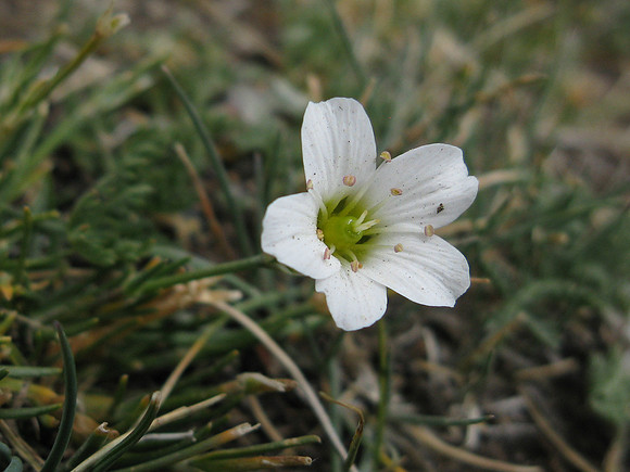 Mongolie 2008