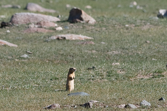 Mongolie 2008