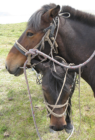 Mongolie 2008