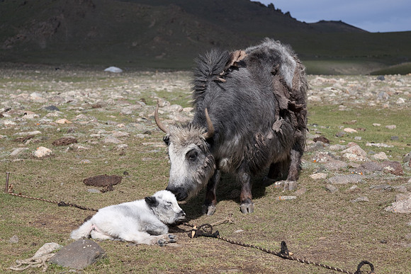 Mongolie 2008