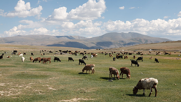 Mongolie 2008