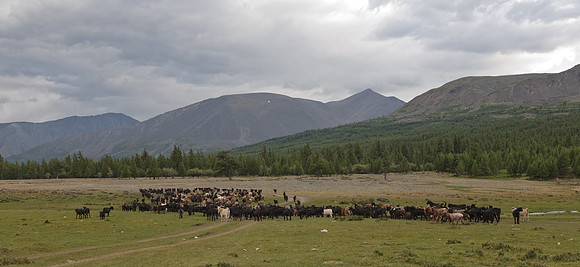 Mongolie 2008