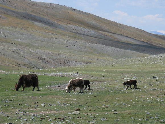 Mongolie 2008