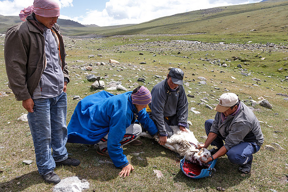 Mongolie 2008