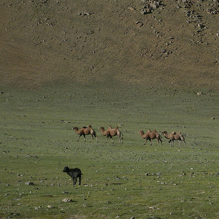 Mongolie 2008