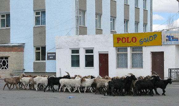 Mongolie 2008