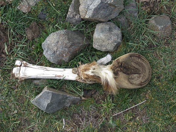 Mongolie 2008