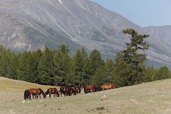 Mongolie 2008