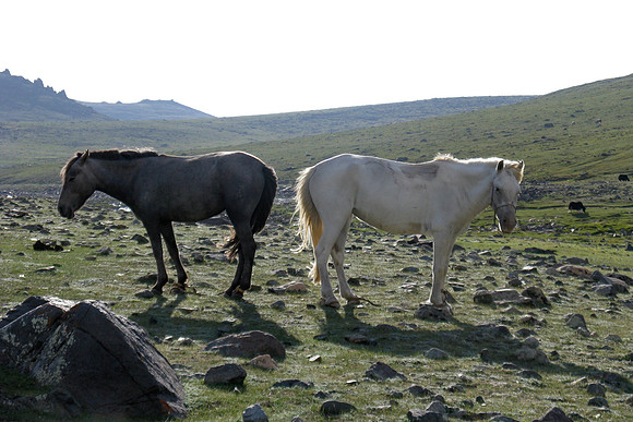 Mongolie 2008