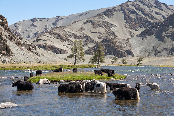 Mongolie 2008