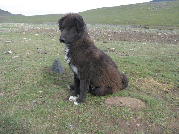 Mongolie 2008