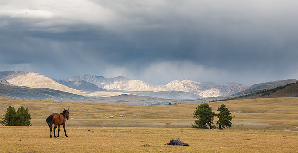 Mongolie 2008