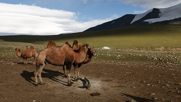 Mongolie 2008