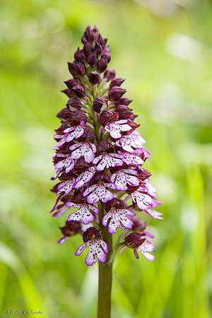 Orchis pourpre