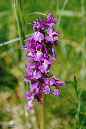 Orchis mâle