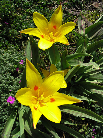 Tulipe