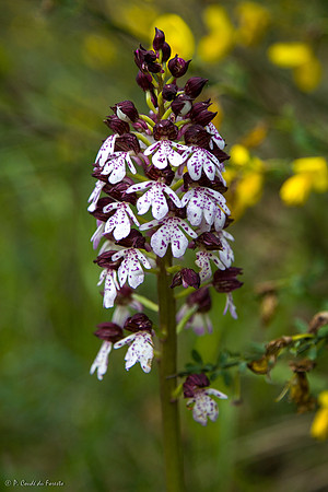 Orchis pourpre