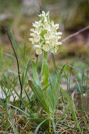 Orchis Sureau
