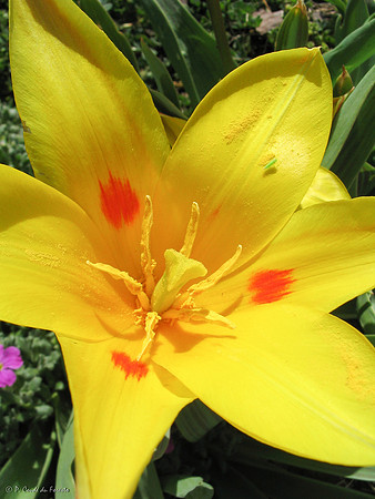 Tulipe