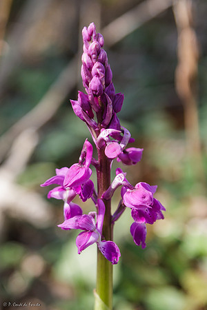Orchis mâle