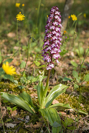 Orchis pourpre